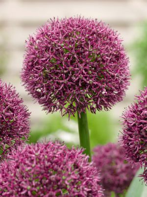 Allium ostara