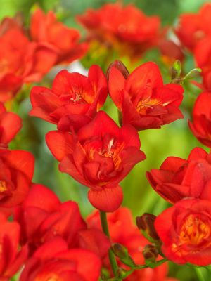 Freesia double rouge