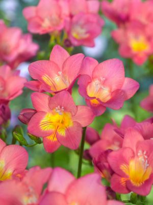 Freesia pink single