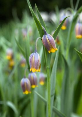 Fritillaria uva vulpis