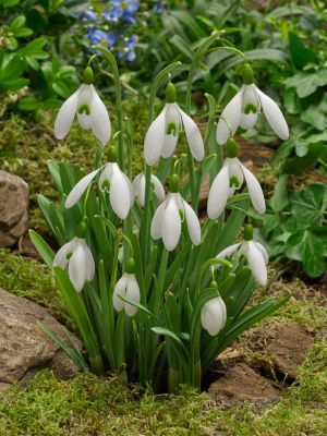 Galanthus magnet