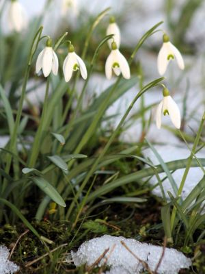 Galanthus s. arnott