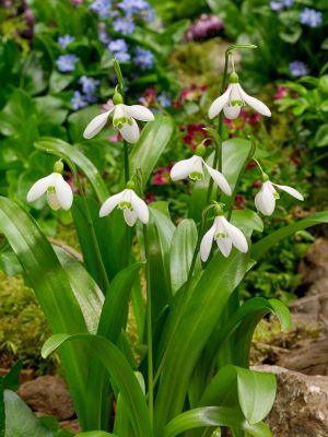 Galanthus woronowii