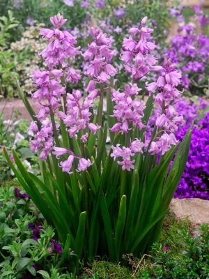 Hyacinthoides hispanica rose