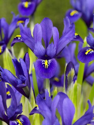 Iris harmony reticulata