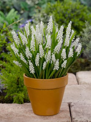 Muscari botryoides album