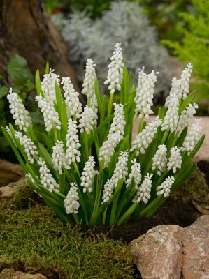 Muscari botryoides album