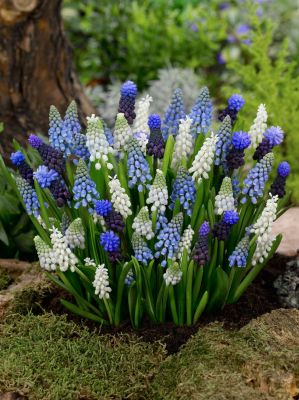 Muscari gemengd