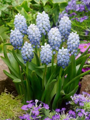 Muscari peppermint armeniacum