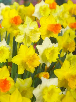 Large flowering mixture