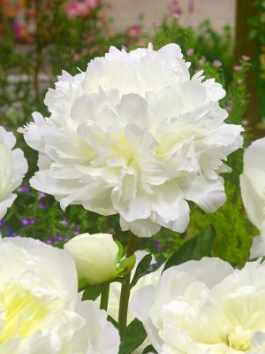 Paeonia duchesse de nemours