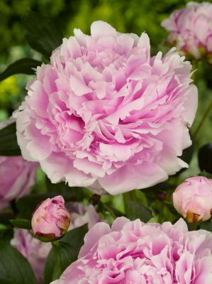 Paeonia sarah bernhardt