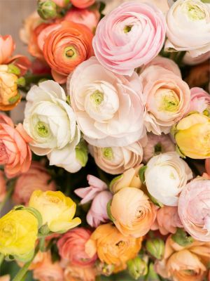 Ranunculus elegance pastello mix