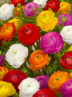 Ranunculus mixed