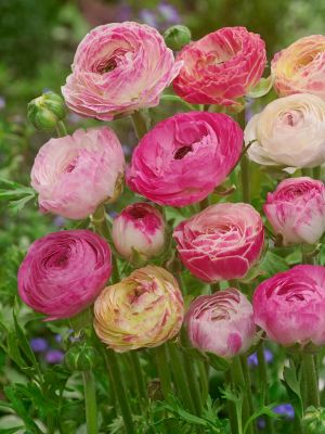 Ranunculus picotee rozowy