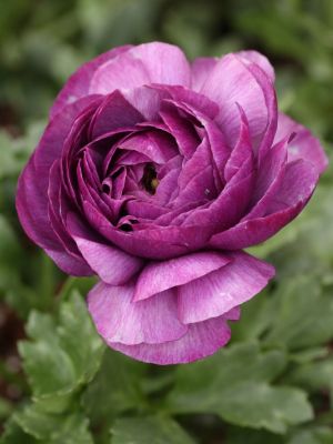 Ranunculus lila