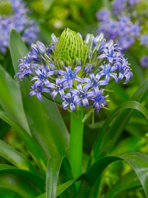 Scilla peruviana