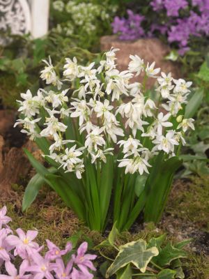 Scilla siberica alba