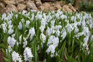 Scilla siberica alba