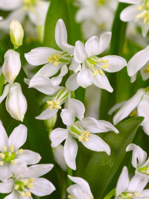 Scilla siberica alba