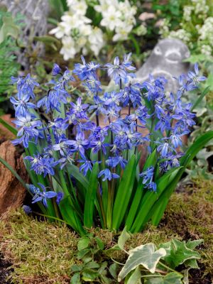 Scilla siberica