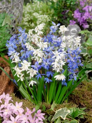 Scilla siberica alba