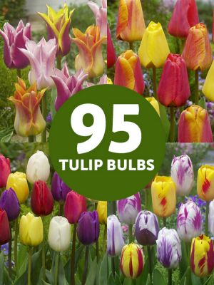 Tulpen mega mix