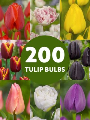 Tulpen bestseller collectie