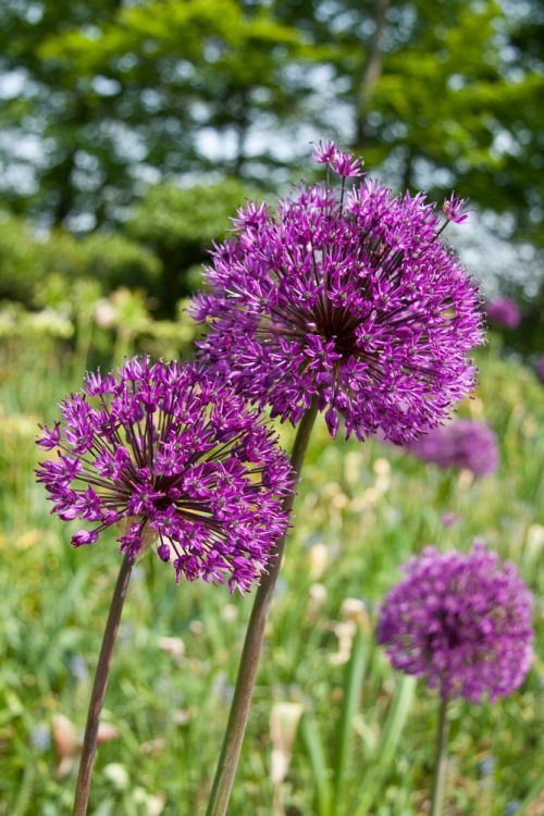 Allium purple sensation