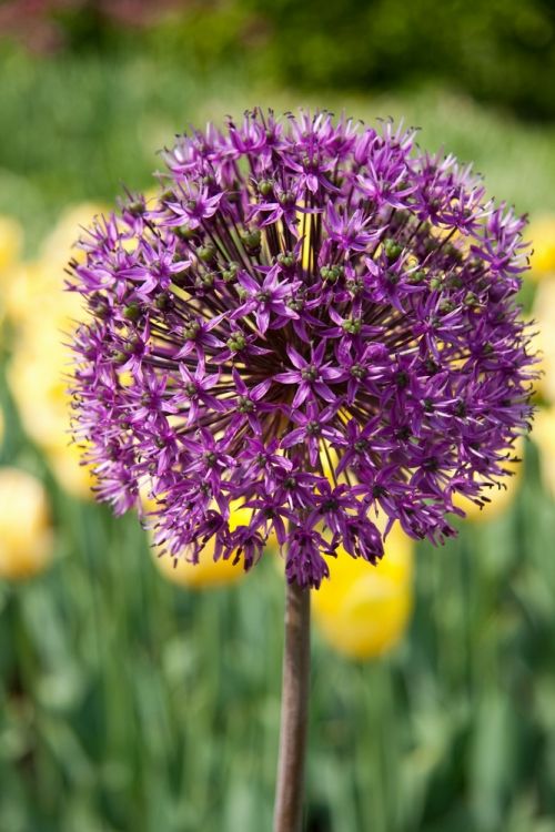 Allium purple sensation