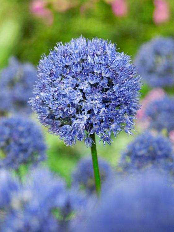 Allium caeruleum (azureum)