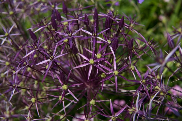 Allium christophii