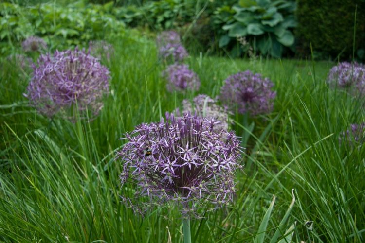 Allium christophii