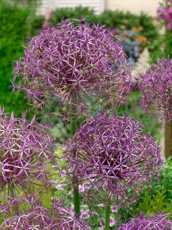 Allium christophii