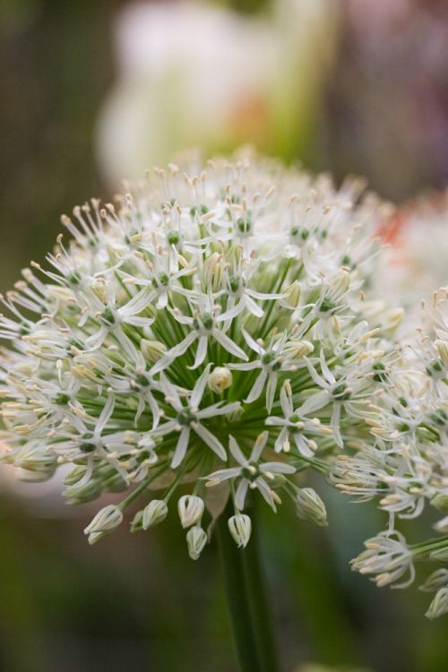 Allium mount everest