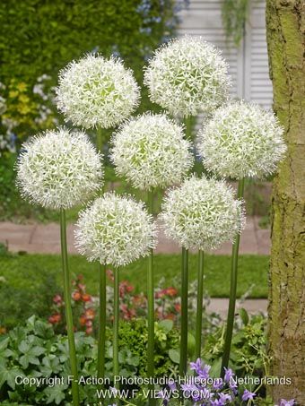 Allium mount everest