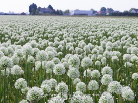 Allium mount everest