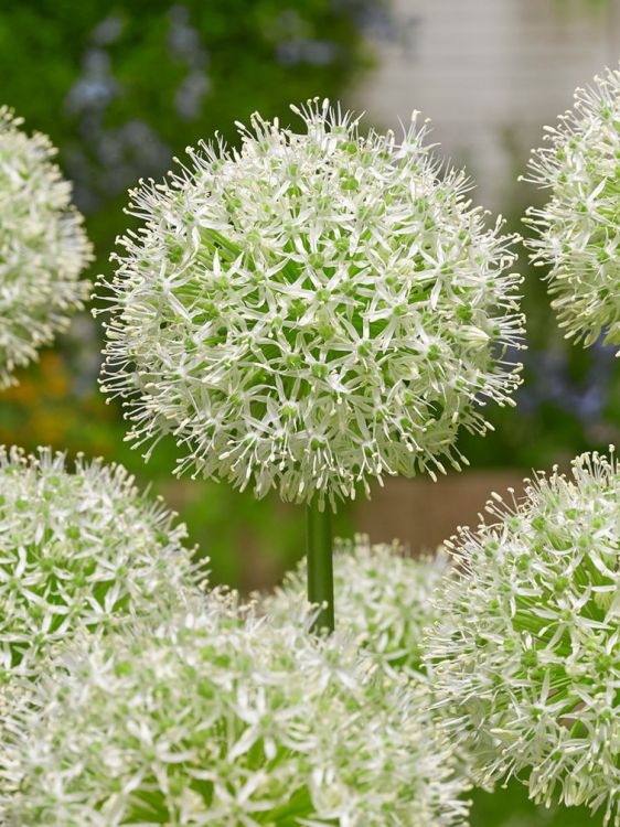 Allium mount everest