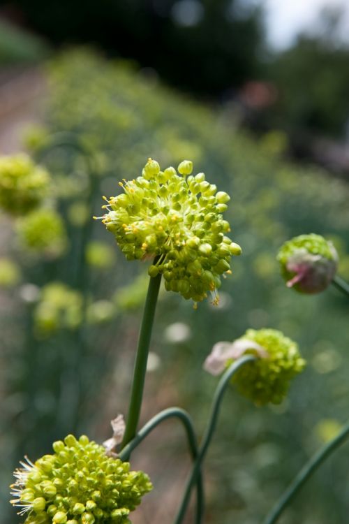 Allium obliquum