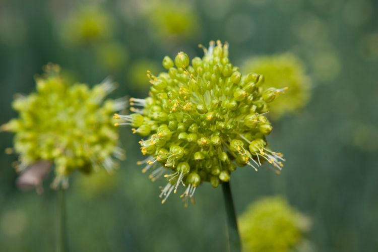 Allium obliquum