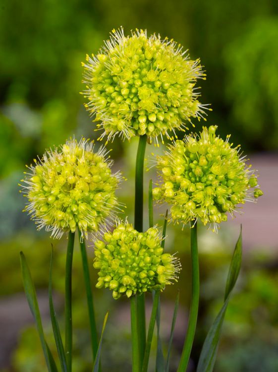 Allium obliquum