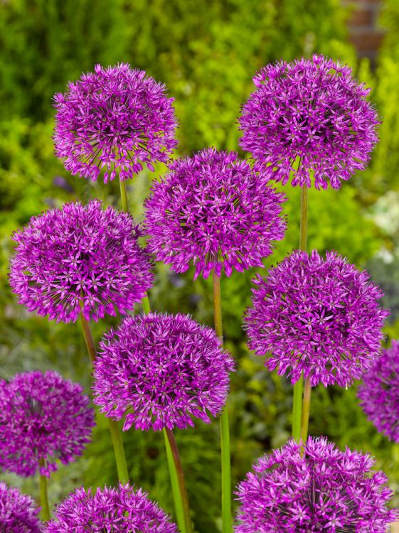 Purple sensation | BULBi.nl