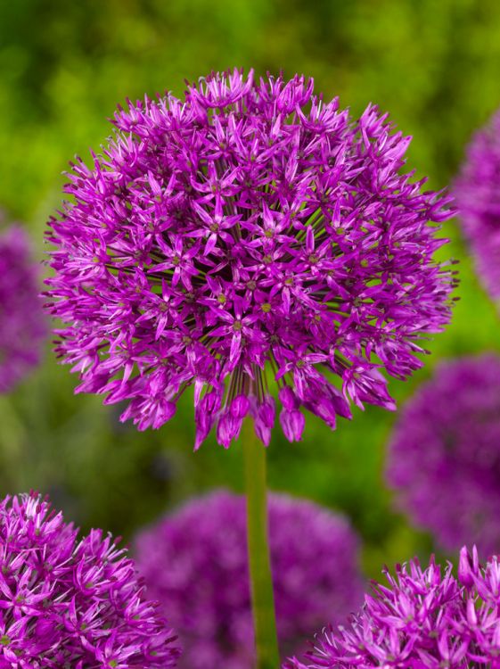 Allium purple sensation