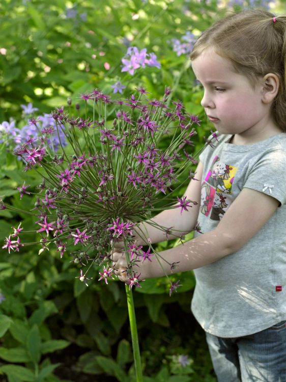 Allium toabago (spider)