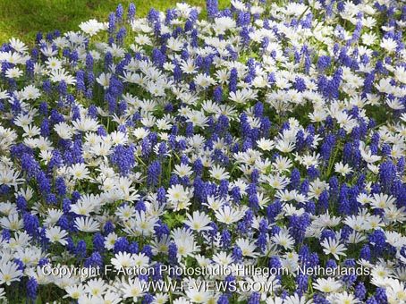 Muscari armeniacum