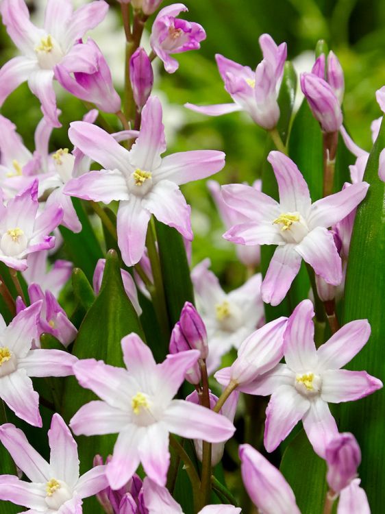 Chionodoxa pink giant