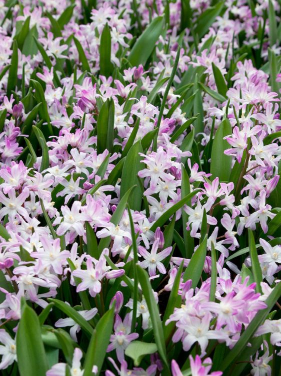 Chionodoxa pink giant