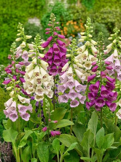 Digitalis purpurea mixed