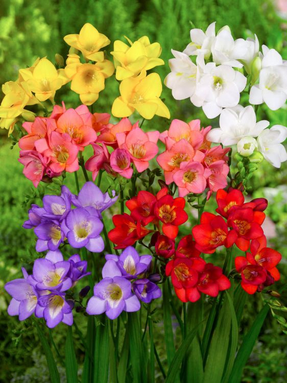 Freesia a fleurs simple melange