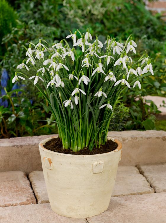 Galanthus elwesii